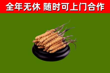 乐安县回收散虫草