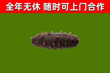 乐安县回收海参干